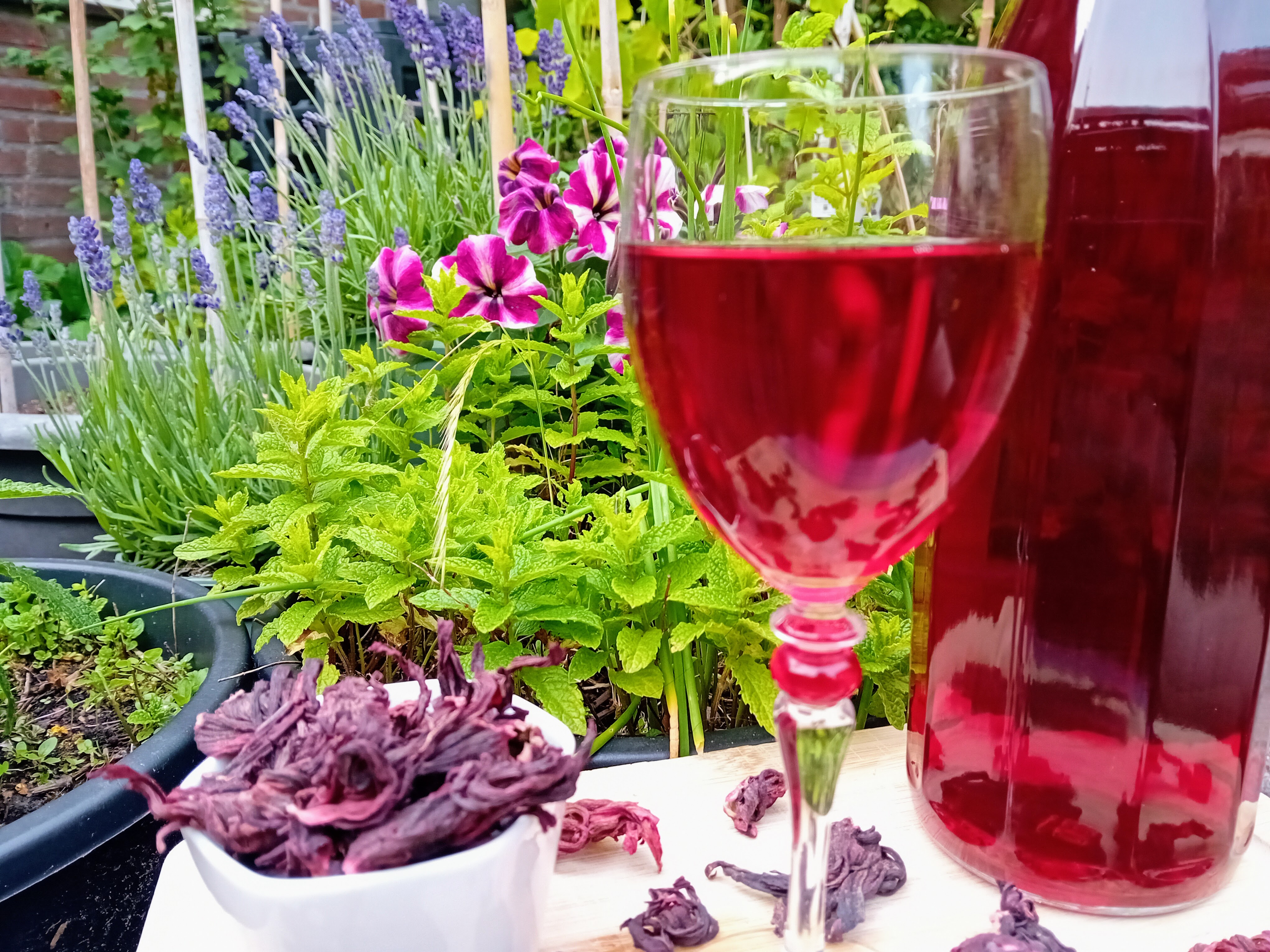 Hibiscus ijsthee